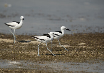 Fototapeta premium Crab plovers during low tide at Busaiteen coast, Bahrain