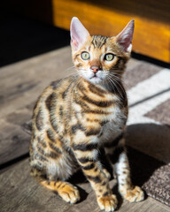 Naklejka na ściany i meble Pure breed Bengal male kitten/cat
