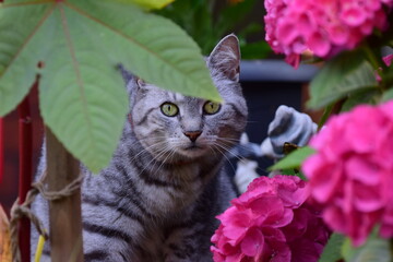 Hauskatze