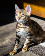 Pure breed Bengal male kitten/cat
