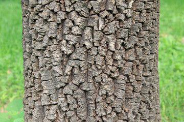 Persimmon tree trunk in a park