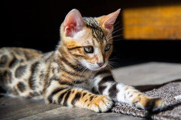 Pure breed Bengal male kitten/cat