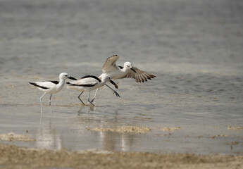 Fototapeta na wymiar Crab plover trying to snatch carb from other at Busaiteen coast, Bahrain