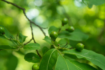 Capulincillos