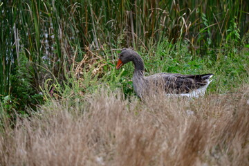 greylag goose in the grass