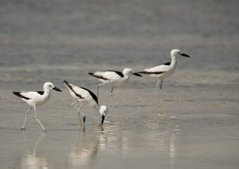 Crab plovers at Busaiteen coast, Bahrain