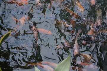 koi fish swimming in a pond. the pool water rippled