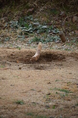 Lanzamiento de marro para dar a la calva