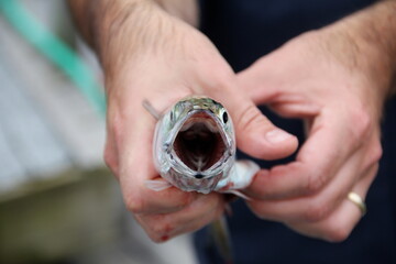 blue fish scales mouth © Folktography by Tom