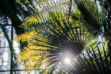 Fototapeta premium palm tree and sun
