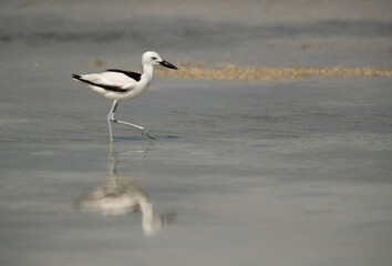 Crab plover and reflection on water  at Busaiteen coast, Bahrain