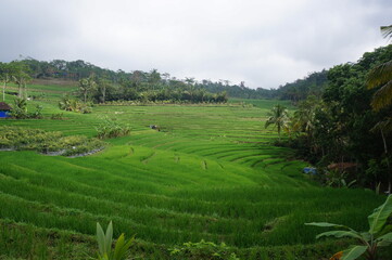 rice terraces in bali indonesia