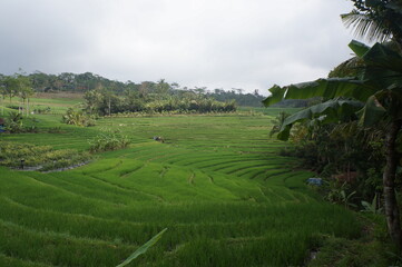 Fototapeta na wymiar rice terraces bali indonesia