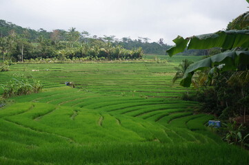 rice terraces bali indonesia