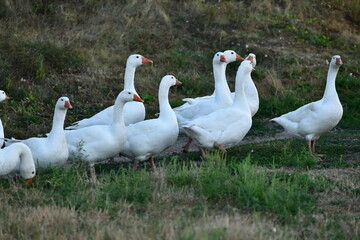 greylag goose in the grass