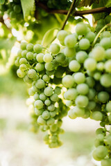 grapes growing in a vineyard at sunset