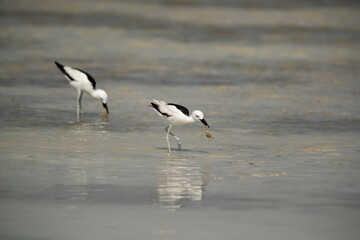 Crab plovers holding crab at Busaiteen coast, Bahrain