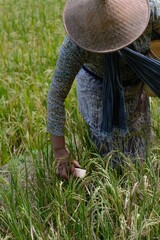 armer planting rice in the field