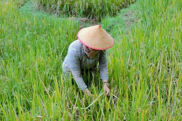 farmer planting rice in the field