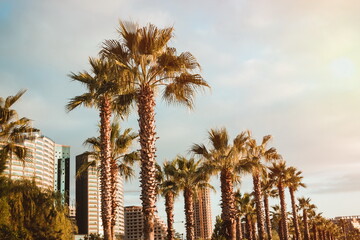 Fototapeta premium Palm trees in the sunset. Batumi. Georgia