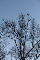 Black birds in tree