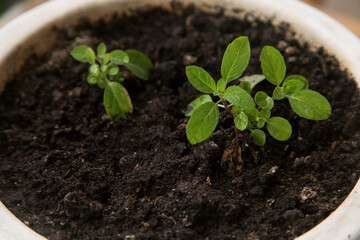 mint sprouts in a white pot, close-up