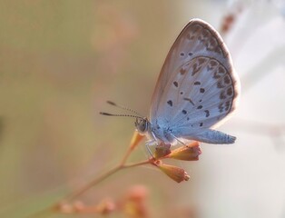 Butterfly (Zizeeria Knysna) - Close up detail of butterfly, Isolated butterfly, White butterfly perched above the flower