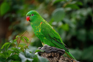 Portrait of scaly-breasted lorikeet, Trichoglossus chlorolepidotus, perched on old branch. Beautiful green parrow with red beak yellow breast feathers. Colorful bird in nature. Habitat Australia.