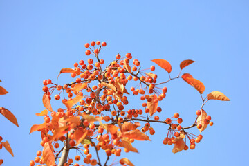 Begonia fruit on branches, North China