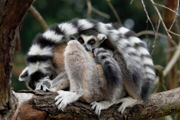 Portrait of ring-tailed lemur, Lemur catta, covered by striped fluffy tails. Family of lemurs relaxing on branch. Endangered animals. Wildlife scene with cute mammals. Social behavior of primates.