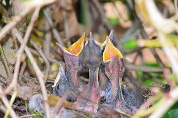 Vogel Kücken Nest