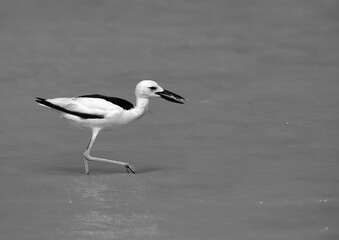 Crab plover holding a crab at Busaiteen coast, Bahrain