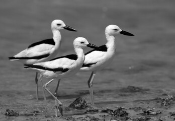 Crab plovers wlaking at Busaiteen coast, Bahrain