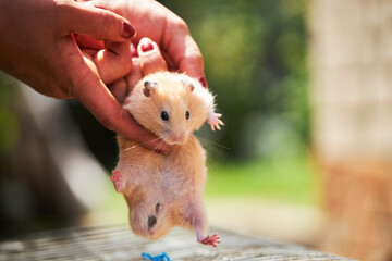 domestic fluffy hamster pet pulls up on a persons hand. adorable house pet