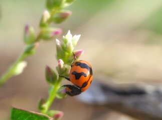 Fototapeta premium Red little beetles in the wild, Coccinella Transversalis or Transerve Ladybird