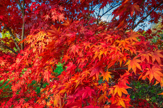 Red maple leaves. Background Wallpaper