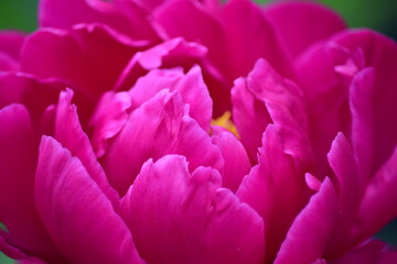 Fototapeta premium Blume