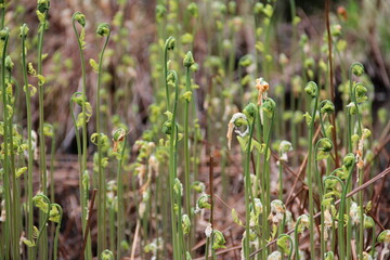 fiddleheads