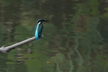 common kingfisher in field