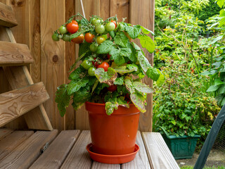 Dwarf tomato plant in a pot with ripe and unripe tomatoes, variety Red Robin