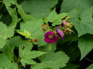 blossoming pink rosehip wild flower, green garden back