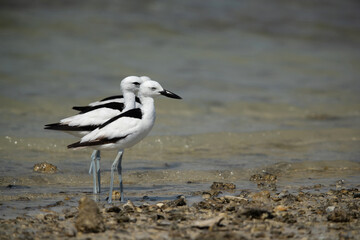 Crab plovers at Busaiteen coast of Bahrain. Selective focus on the middle plover