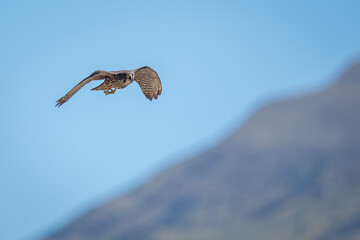Wild falcon flying in New Zealand Karearea