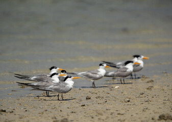 Fototapeta premium Greater Crested Terns at Busaiteen coast, Bahrain