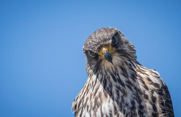 Wild falcon portrait New Zealand Karearea