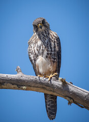 Inquisitive wiIld Falcon New Zealand Karearea