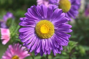 Obraz premium Coronado, reina Margarita o aster de china (Callistephus chinensis), lila o morado