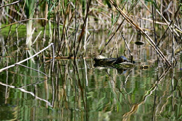 turtle in the pond