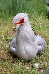 Portrait eines Sekretär Vogels im Gras vor grünem Hintergrund