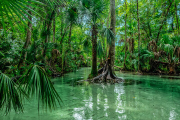Kelly Park. One of the many beautiful Florida Natural Springs